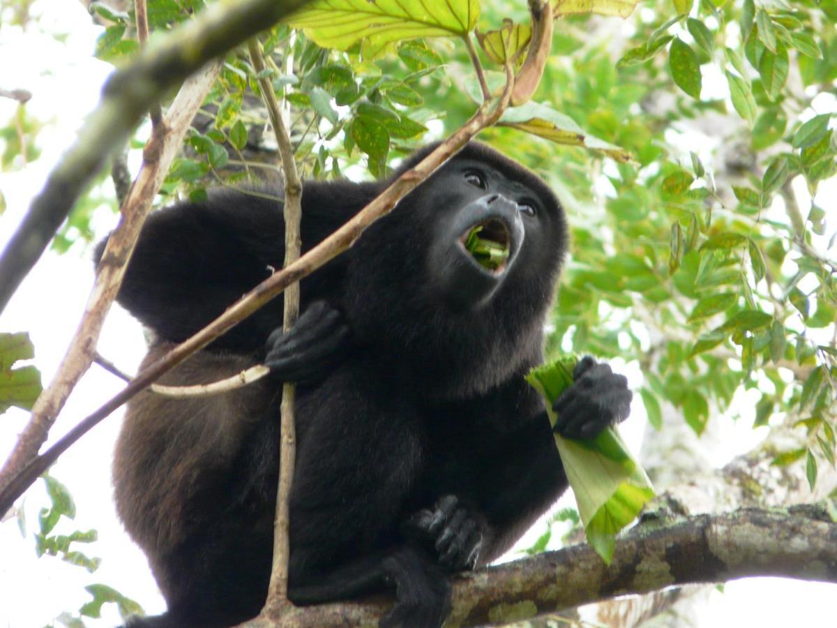 Casa Mambo Panzió Cahuita Kültér fotó